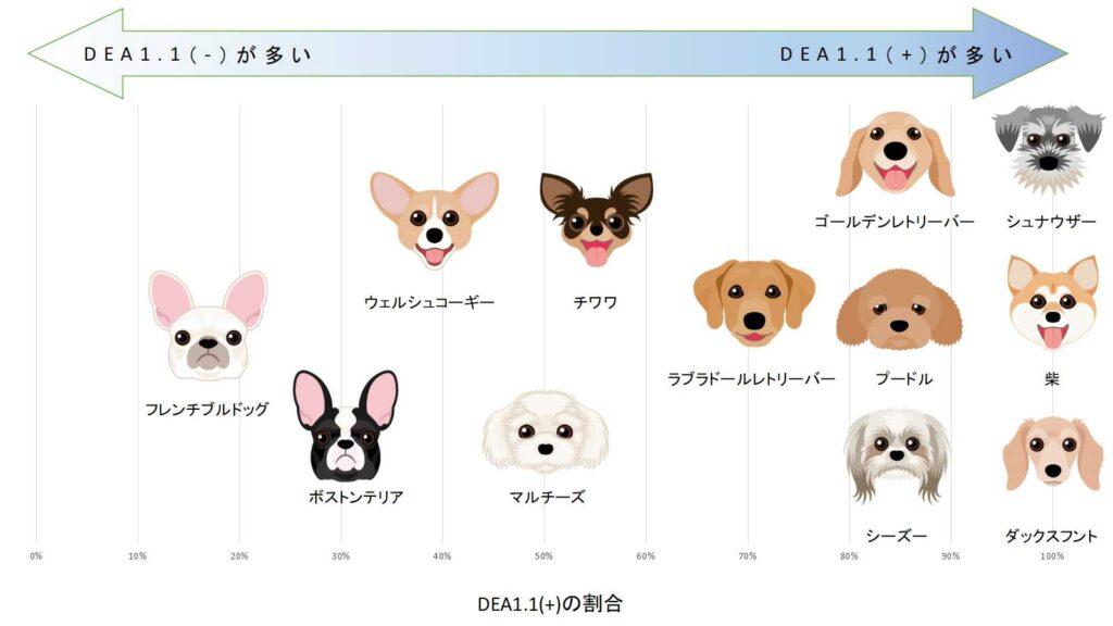犬種と血液型の関係